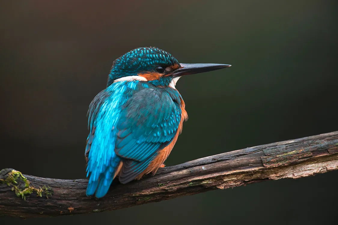 #00157_Kingfisher.jpg